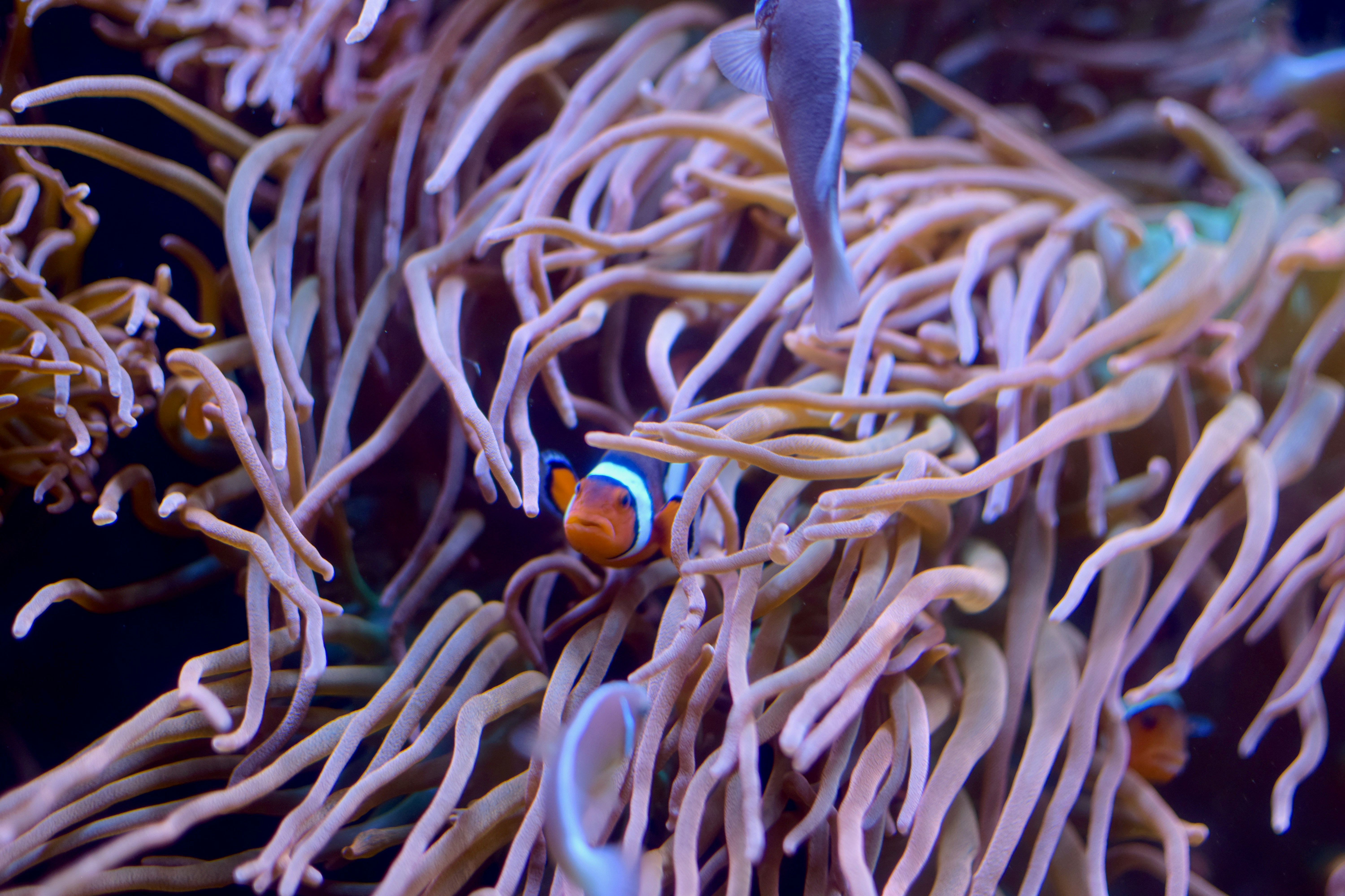 a clown fish hiding in a sea anemone